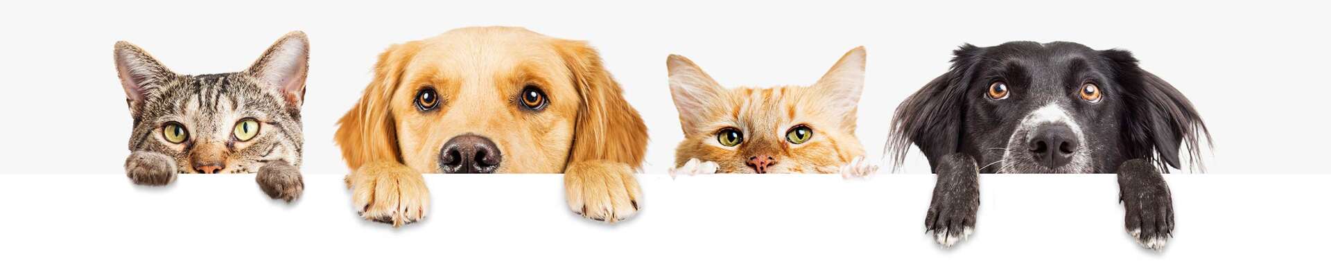 Dogs and cats peeking out from behind a white wall