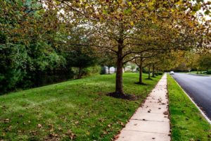 Heritage Summer Hill Tree Lined Sidewalk in Doylestown, PA